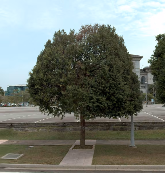 tree photo
