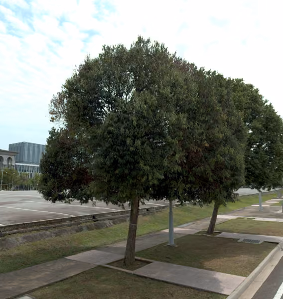 tree photo