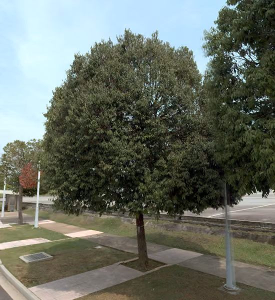 tree photo