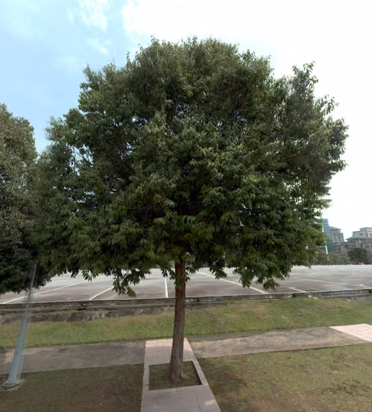 tree photo