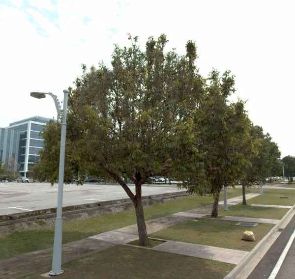 tree photo