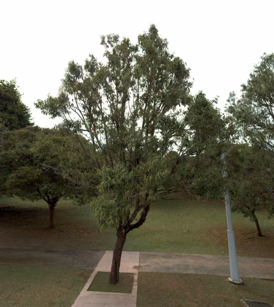 tree photo