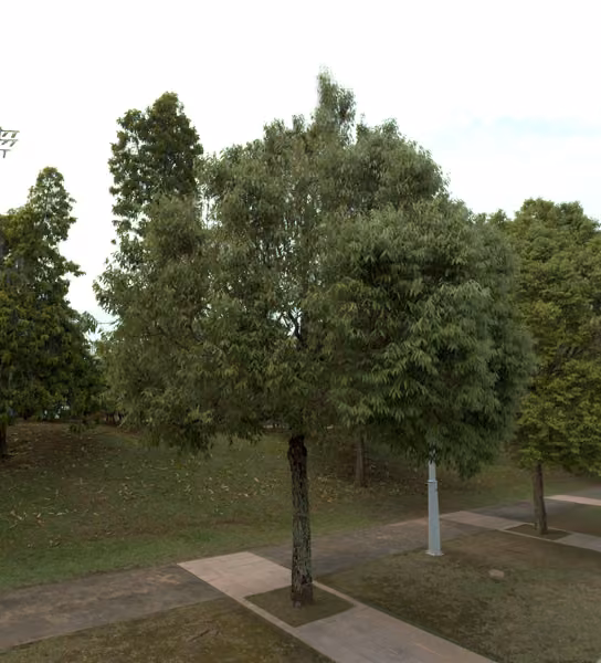 tree photo