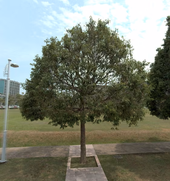 tree photo