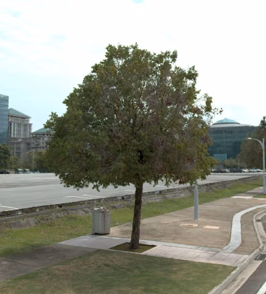 tree photo