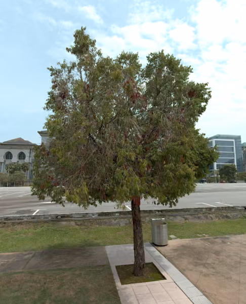 tree photo