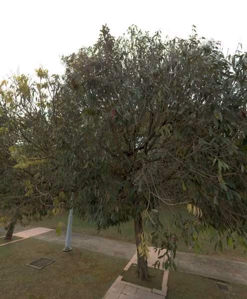 tree photo