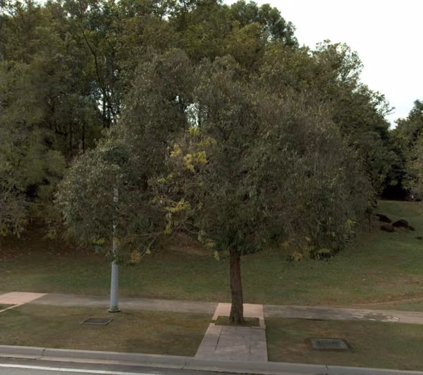 tree photo