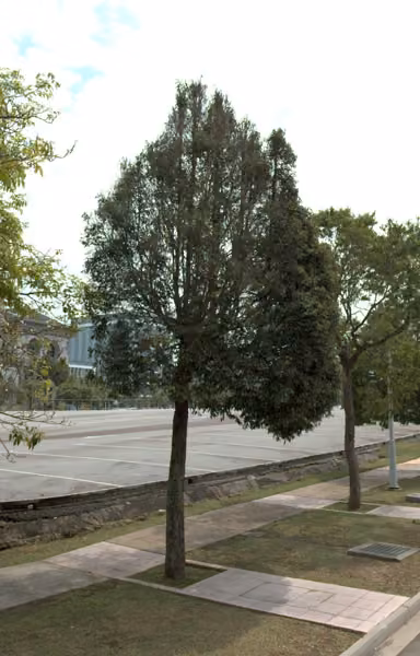 tree photo