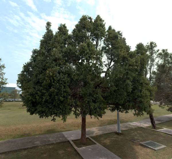 tree photo