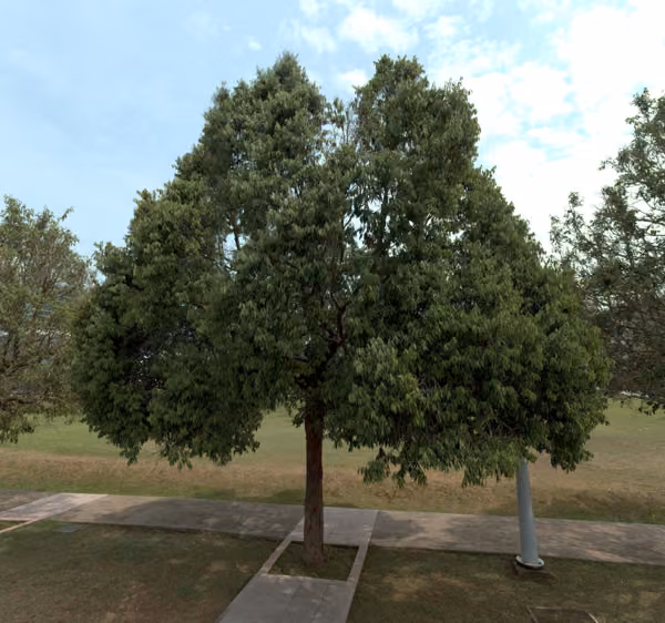 tree photo