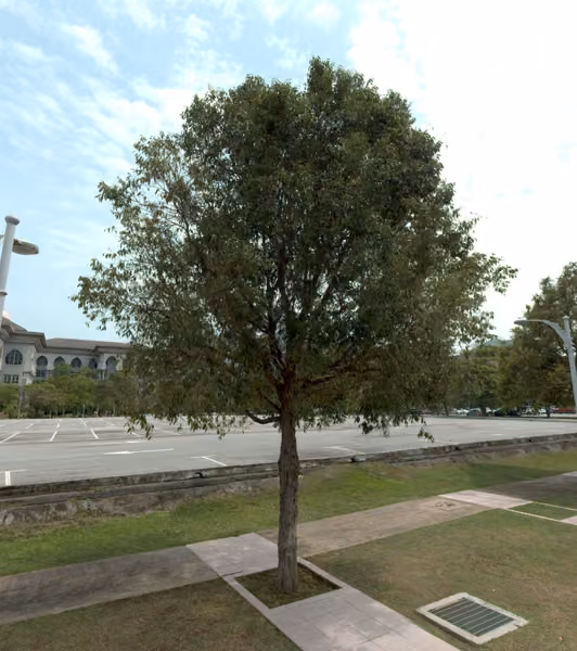 tree photo