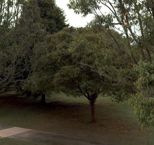 tree photo