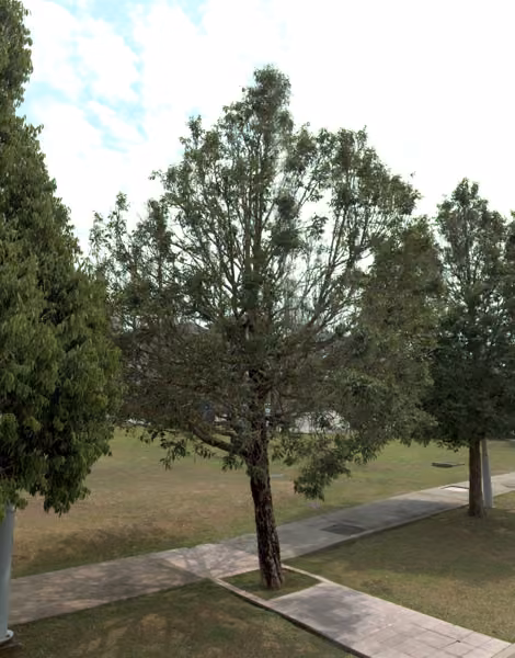 tree photo