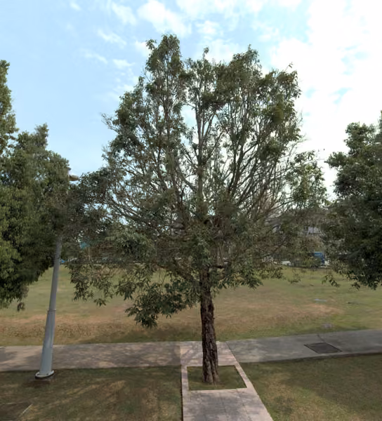 tree photo