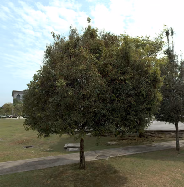 tree photo