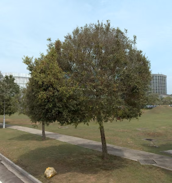 tree photo