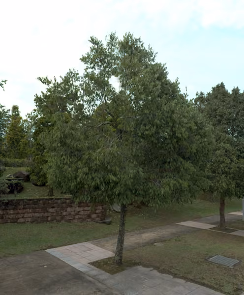 tree photo