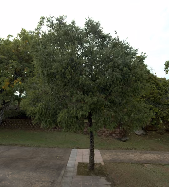 tree photo