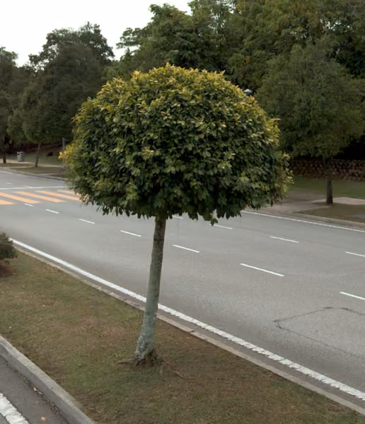 tree photo