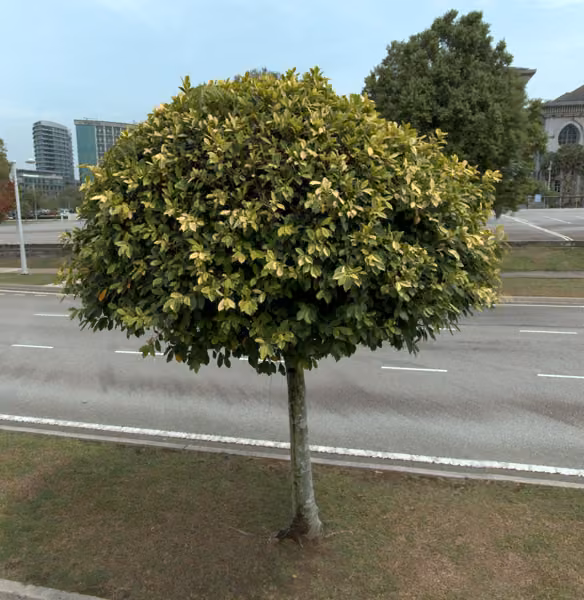 tree photo