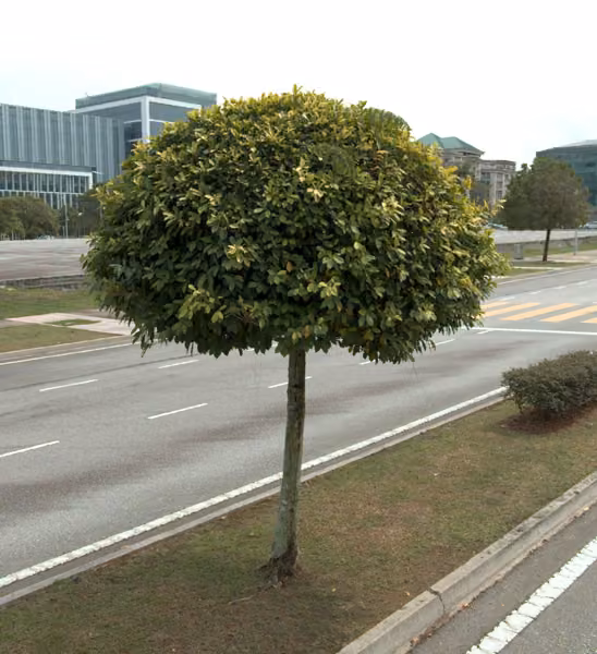 tree photo