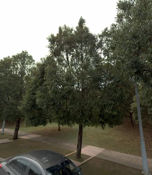 tree photo
