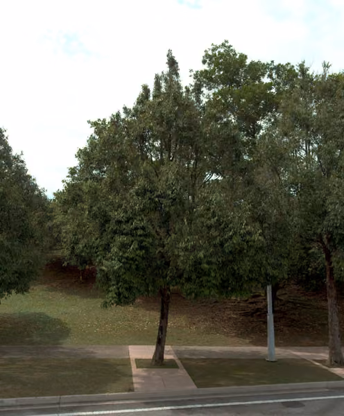 tree photo