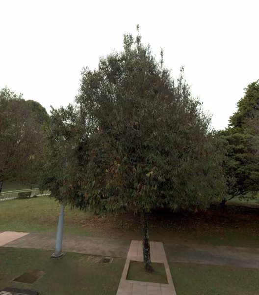 tree photo