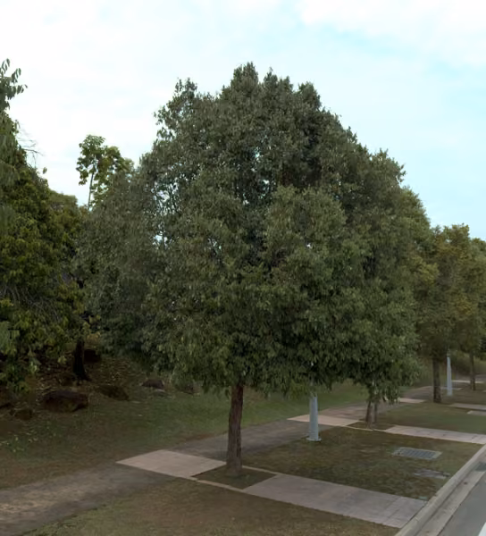 tree photo
