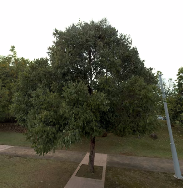 tree photo