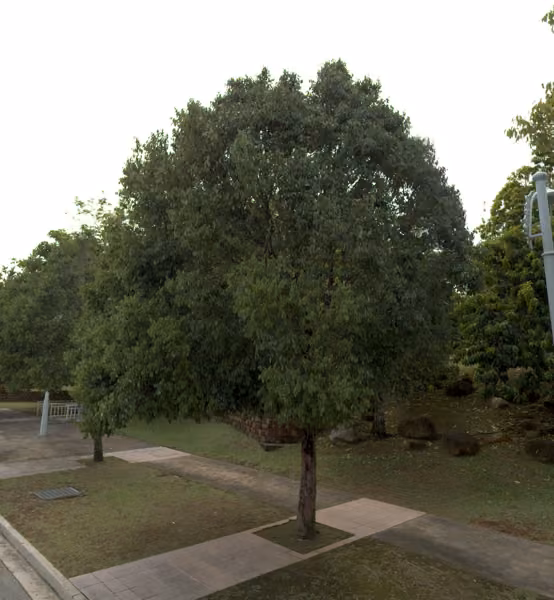 tree photo