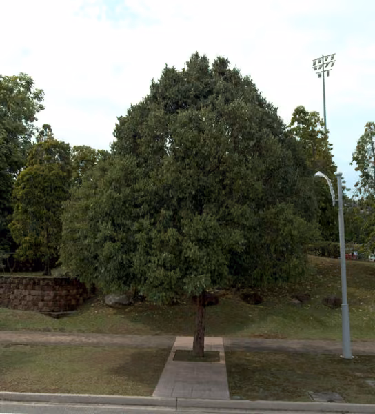 tree photo