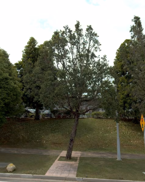 tree photo