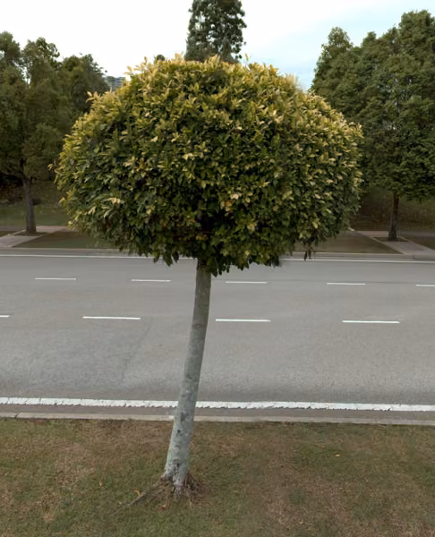 tree photo