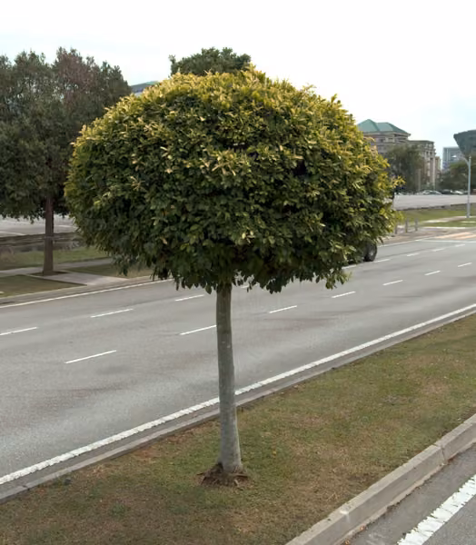 tree photo