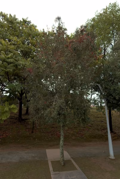 tree photo