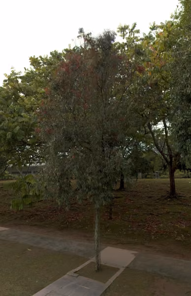 tree photo