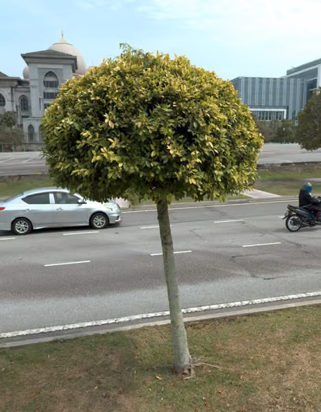 tree photo