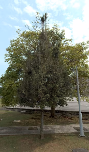 tree photo