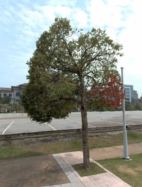 tree photo