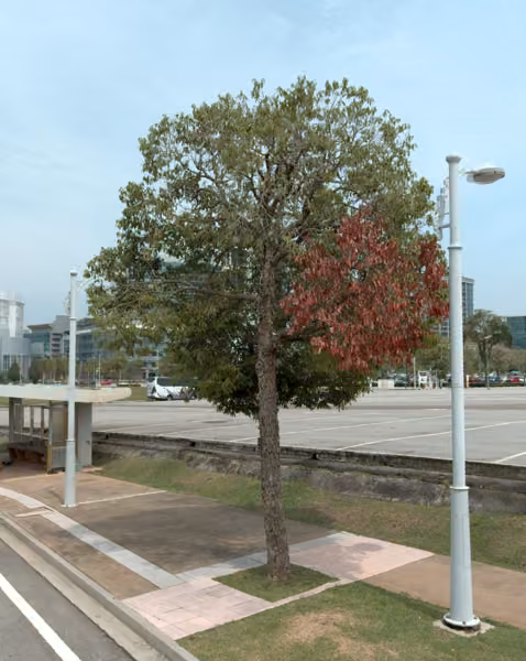 tree photo