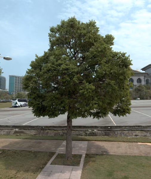 tree photo