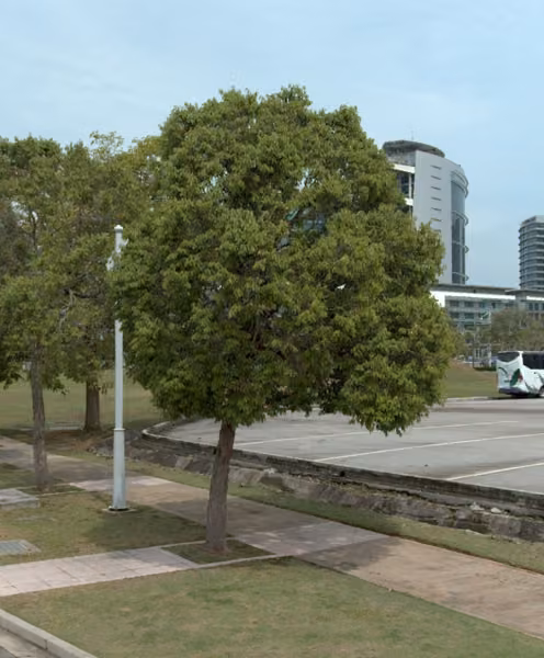 tree photo