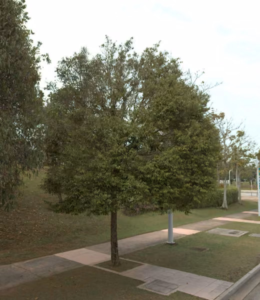 tree photo