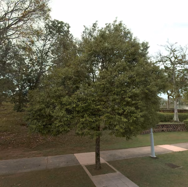 tree photo