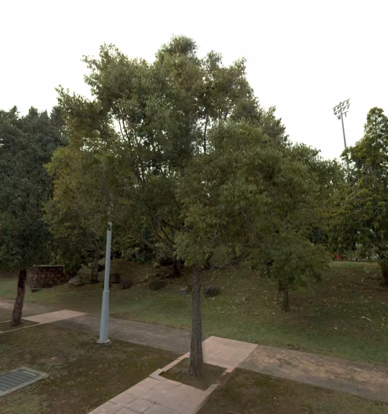 tree photo