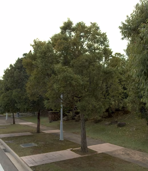 tree photo