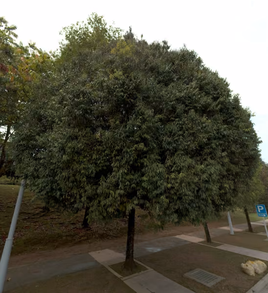 tree photo