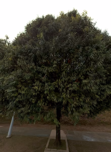 tree photo